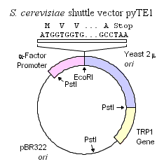 Plasmid Map